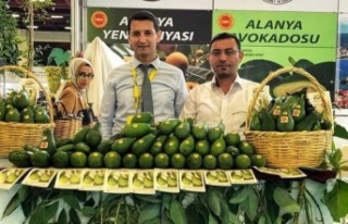 Alanya'da Avokado hırsızlığı zirvesi
