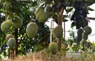 Alanya'da avokado ve mango temalı tropik meyve...