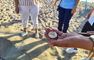 Alanya'da caretta caretta yuvalarındaki yumurtalar...