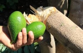 Alanya’da avokado hırsızı JASAT ’tan kaçamadı