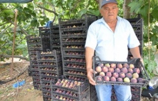 Antalya'da 800 rakımlı köyde incir hasadı...