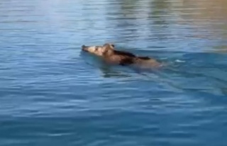 Baraj gölünde yüzen yaban domuzlarını gören...