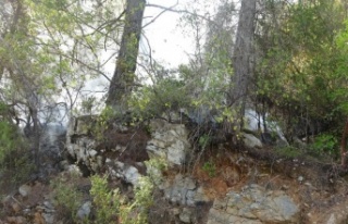 Alanya'da çıkan orman yangını büyümeden...