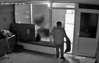 İşe yeni başlayan çırak, kuaförün kedisini...