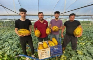 Örtüaltı kavun hasadı üreticinin yüzünü güldürüyor