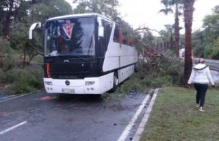 Servis otobüsünün üzerine çam ağacı devrildi:...
