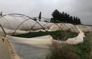 Şiddetli yağmur ve fırtına çilek seralarına...