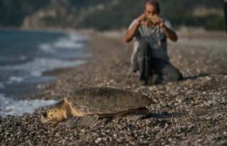 2023 yılında 144 bin 334 yavru caretta caretta denizle...