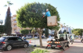 Alanya Belediyesi kışlık budama çalışmalarına...