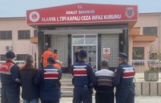 Alanya'da avokado hırsızları jandarma tarafından...