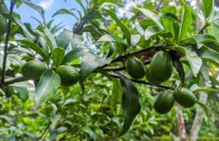 Alanya’da avokado yüzleri güldürdü