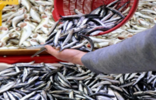 Alanya'da balıkçılar sezondan umudu kesti