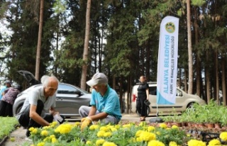 Alanya Belediyesi ücretsiz 62 bin çiçek dağıtacak