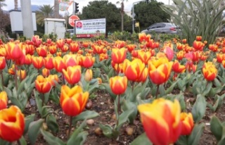 Alanya'da Lale güzelliği