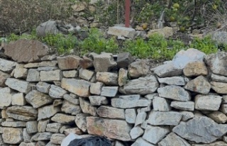 Alanya'da bu kadarına pes