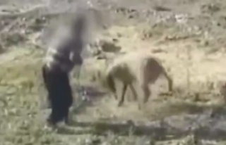 Alanya'daki bu vicdansızlık cezasız kalmadı