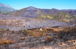 Alanya'daki yangınlarda korkunç bilanço