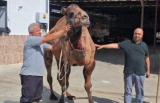 Alanyalı iş insanı deve kavurması ikram edecek
