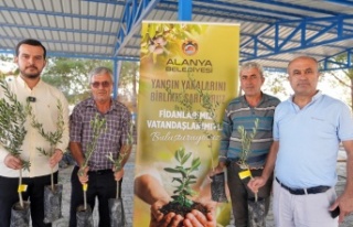 Alanya'da yanan köylere 34 bin zeytin fidanı