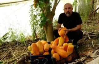 Tropikal meyvelerle Alanya markası yaratılacak