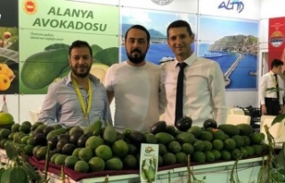 Tahliye sonrası avokado hırsızlığı arttı