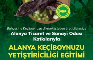 Alanya'da üreticiye Keçiboynuzu yetiştiriciliği...