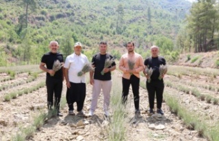 Alanya Belediyesi’nin lavanta bahçesinde ilk hasat...