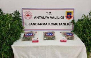 Ormanda kenevir sularken yakalandı, tutuklandı!