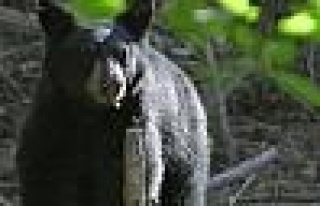 Ayının saldırısından arkadaşı kurtardı