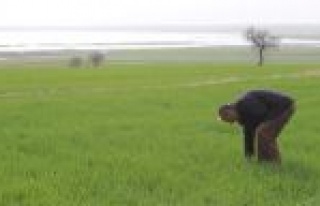 Beyşehir Gölü Kıyısındaki Ürünler Zarar Gördü...