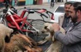 Çaldıkları Koyunları Satamadan Yakalandılar 