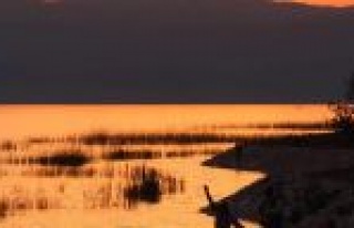 Oltaya Levrek Yerine Sazan Geliyor 