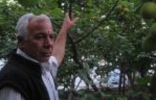 Sera Altı Kayısı Kilosu 25 Liradan Alıcı Buluyor...