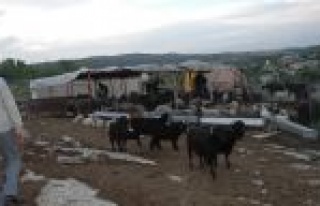 Tarsus’ta Hayvan Hırsızlarına Operasyon 