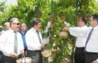 Tarsus'ta 'nektarin-şeftali Hasat Günü' Etkinliği...