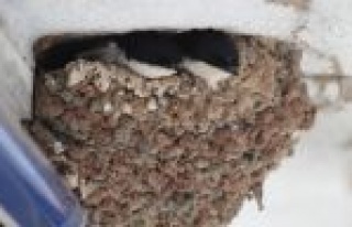 Yavru Kırlangıçlar Özgürlüğe Kanat Çırpmayı...