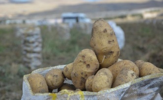 Yaylada patates hasadı sona erdi