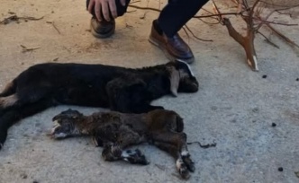 Soğuktan yeni doğan oğlak ve kuzular telef oldu