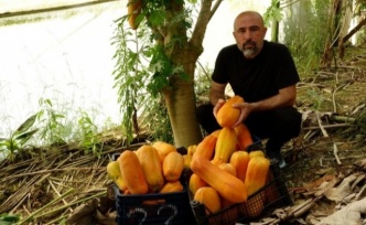 Tropikal meyvelerle Alanya markası yaratılacak