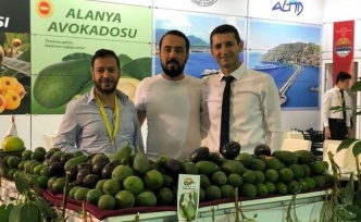 Tahliye sonrası avokado hırsızlığı arttı