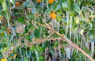 Portakal ağaçlarında buz sarkıtları