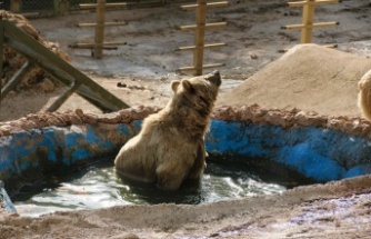 Antalya'da kış uykusa yatamayan ayılar havuz keyfine ara vermedi