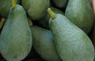 Alanya'da avokado piyasası kuruldu