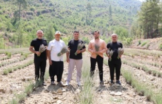 Alanya Belediyesi’nin lavanta bahçesinde ilk hasat yapıldı!