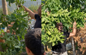 Yetersiz trafo ve ağaç kesimi İmamlı Yaylası'nı isyan ettirdi!