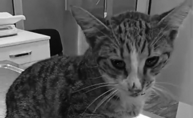 Alanya'da uyutulan kedi dava konusu oldu