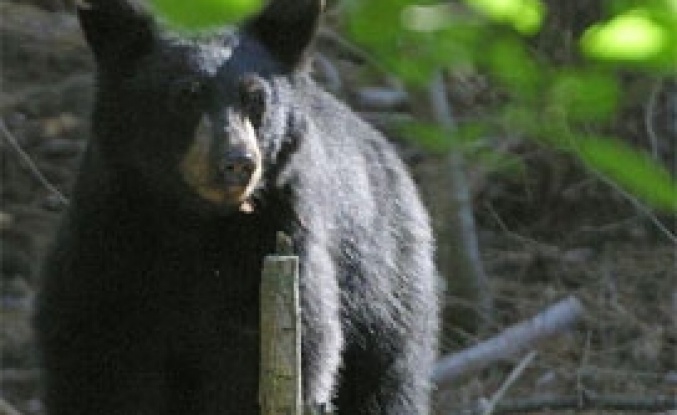 Ayının saldırısından arkadaşı kurtardı