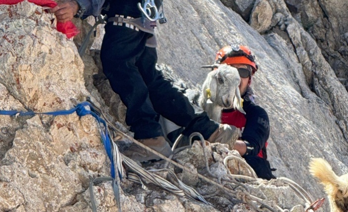 İHH Alanya’dan keçi kurtarma operasyonu