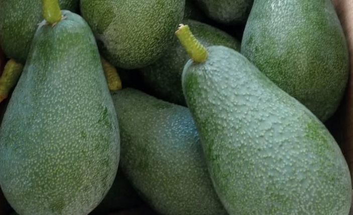 Alanya'da avokado piyasası kuruldu