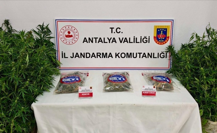 Ormanda kenevir sularken yakalandı, tutuklandı!